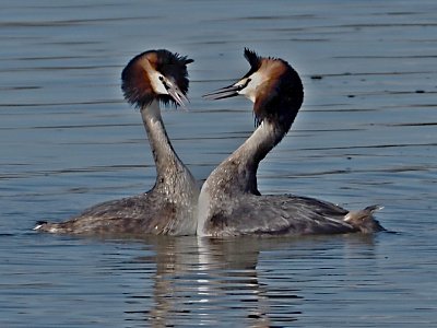 Potápky roháči - námluvy jsou zase tady