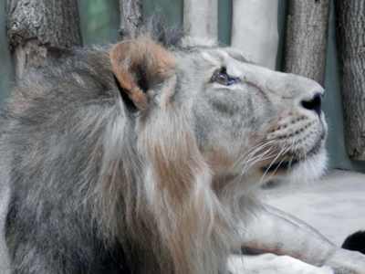 Jsem král a kdo je víc?