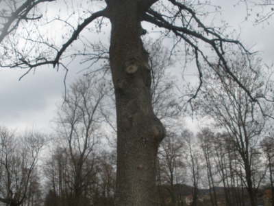 Čekám na jarní účes.