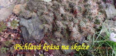 I skalka již ožívá