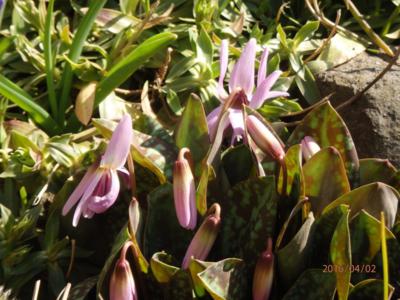 Méně známý  Kandík psí zub