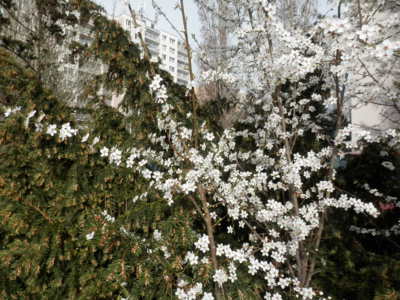 Už kvete i pražské sídliště