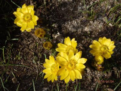 Nakvétající Hlaváček jarní na naší skalce