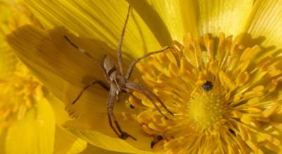 Pavouk na květu Hlaváčku jarního