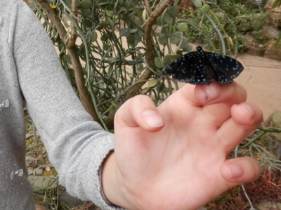 Prsty ho hladily, život mu zkrátily...(z básně Motýl a láska)