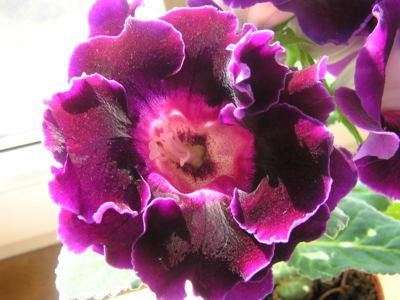 Také vám tak kvete?