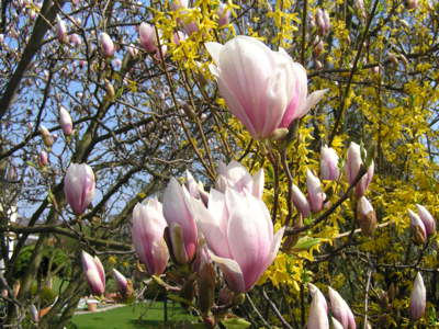 Královna v objetí zlatého deště.