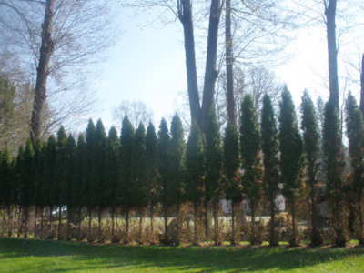 I v růstu někdo předbíhá.