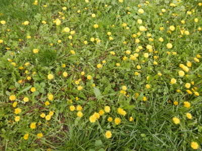 Asi z nich ten salát přece jen neudělám!