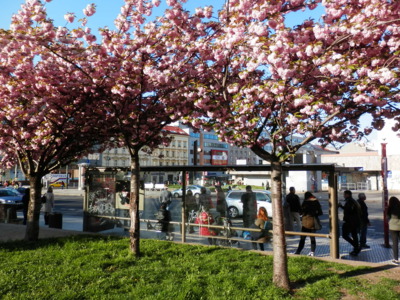 I centrum Prahy má své jaro