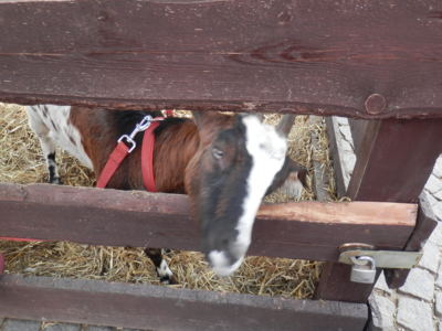 Kdo to tu říkal "Království za ...kozu?"