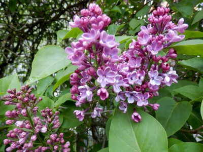 Zatím si moc netroufá