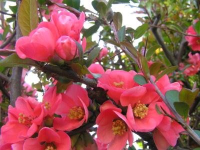 Květy kdoulovce jsou krásné.