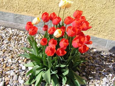 Kytka tulipánů ve větru.