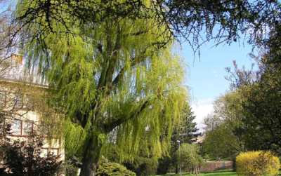 Stará vrba může vyprávět.