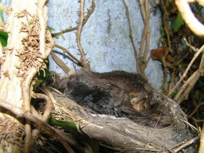 Náš nový kosí domov!