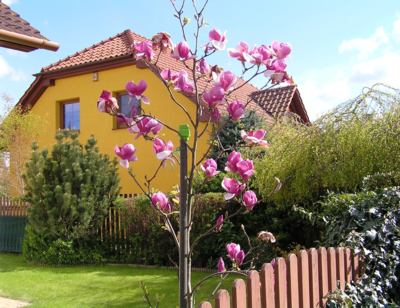 Magnólie královna z loňska,letos pomrzla.