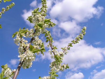 Kvetoucí ringle na naší zahradě.