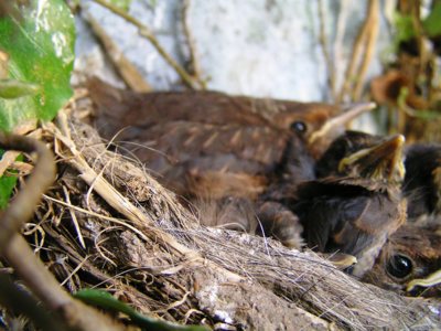 Brácho,nehejbej se,nemůžu nás spočítat!