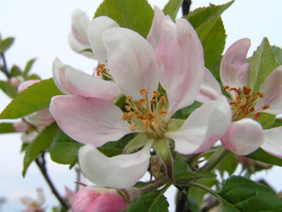 Květy jabloně