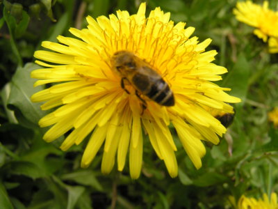 Včelička a pampeliška