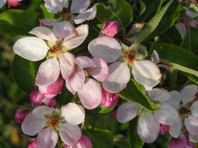 Májové květy jabloně.