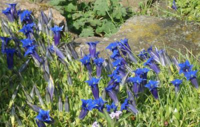 Trs hořce -modrá ozdoba skalky