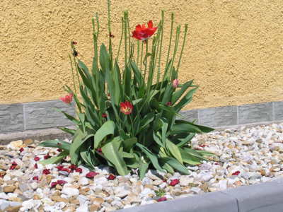 A je po kráse tulipánů.