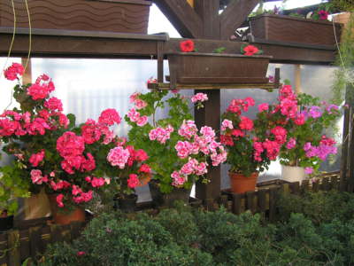 Loňské muškáty na pergole.