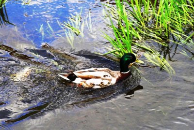 Plavu si ani nevím jak.