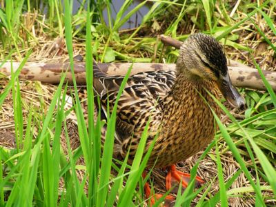 I takové břemeno unese máma.