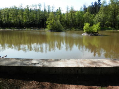 V oboře v Lomnici nad Popelkou