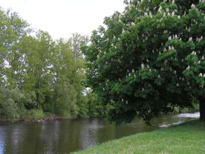 Pod rozkvetlým kaštanem.