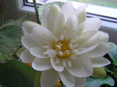 Taky vám tak kvete bez hnojení?