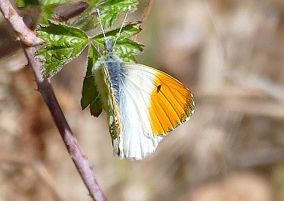 bělásek řeřichový