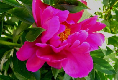 Zářivý květ pivoňky.