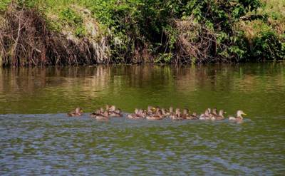 Křemačovský rybník vás vítá.