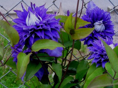 Modrý, vrstvený klematis.