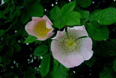 Obyčejná, planá růže.