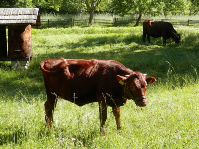 Kdepak Milka, já kopu za Rožnov!