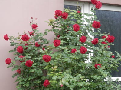 Jsem jen sídlištní kráska