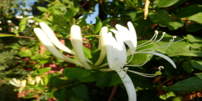 Nádherná a voňavá