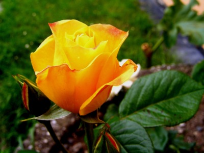 Rozvíjej se poupátko...