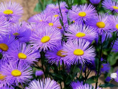 Sluníčka pro radost.