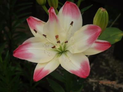 Dnes jsem rozkvetla pro vás