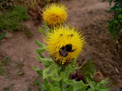 Pro dnešní pršlavý den,smějící se sluníčko.