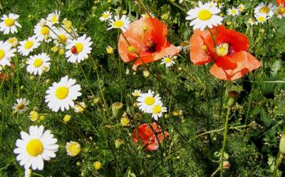 Polní kvítí - Motýl nepřiletěl,jen beruška.
