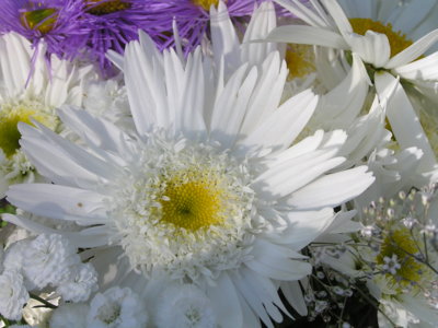 V kytce je bílá vždy něžná.