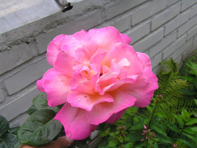 Růžička v květu