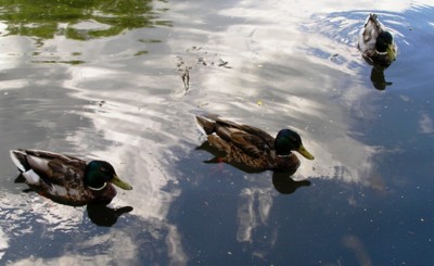 Káčeři - fešáci.